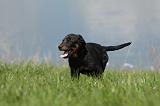 BEAUCERON - PUPPIES 195